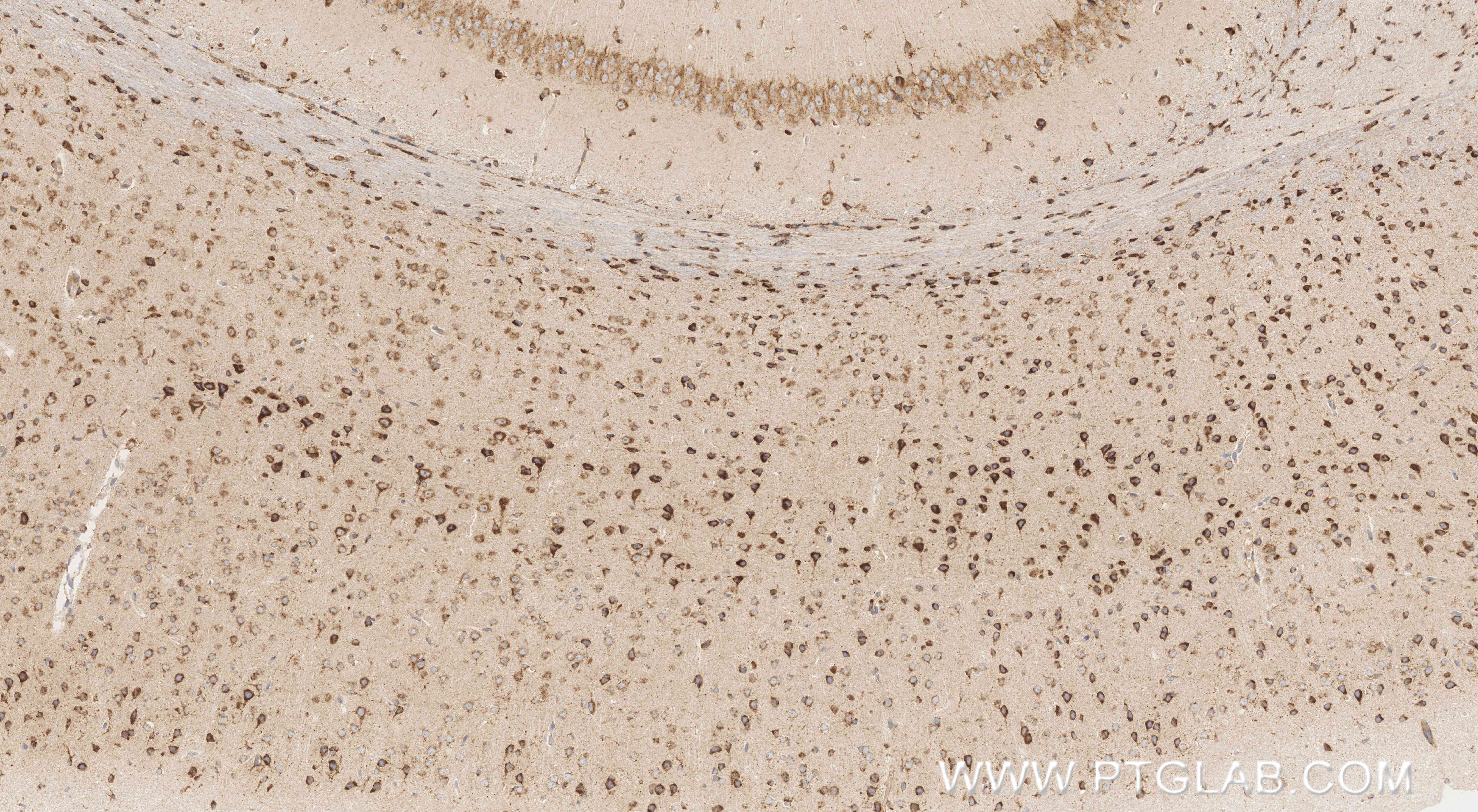 IHC staining of mouse brain using 86043-2-RR