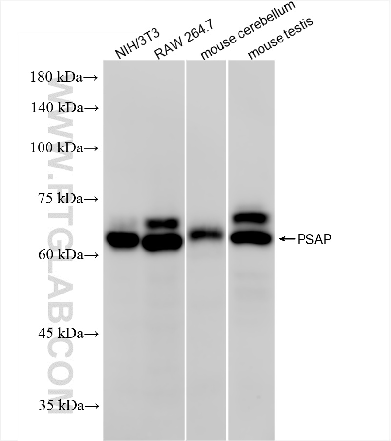 WB analysis using 86043-2-RR