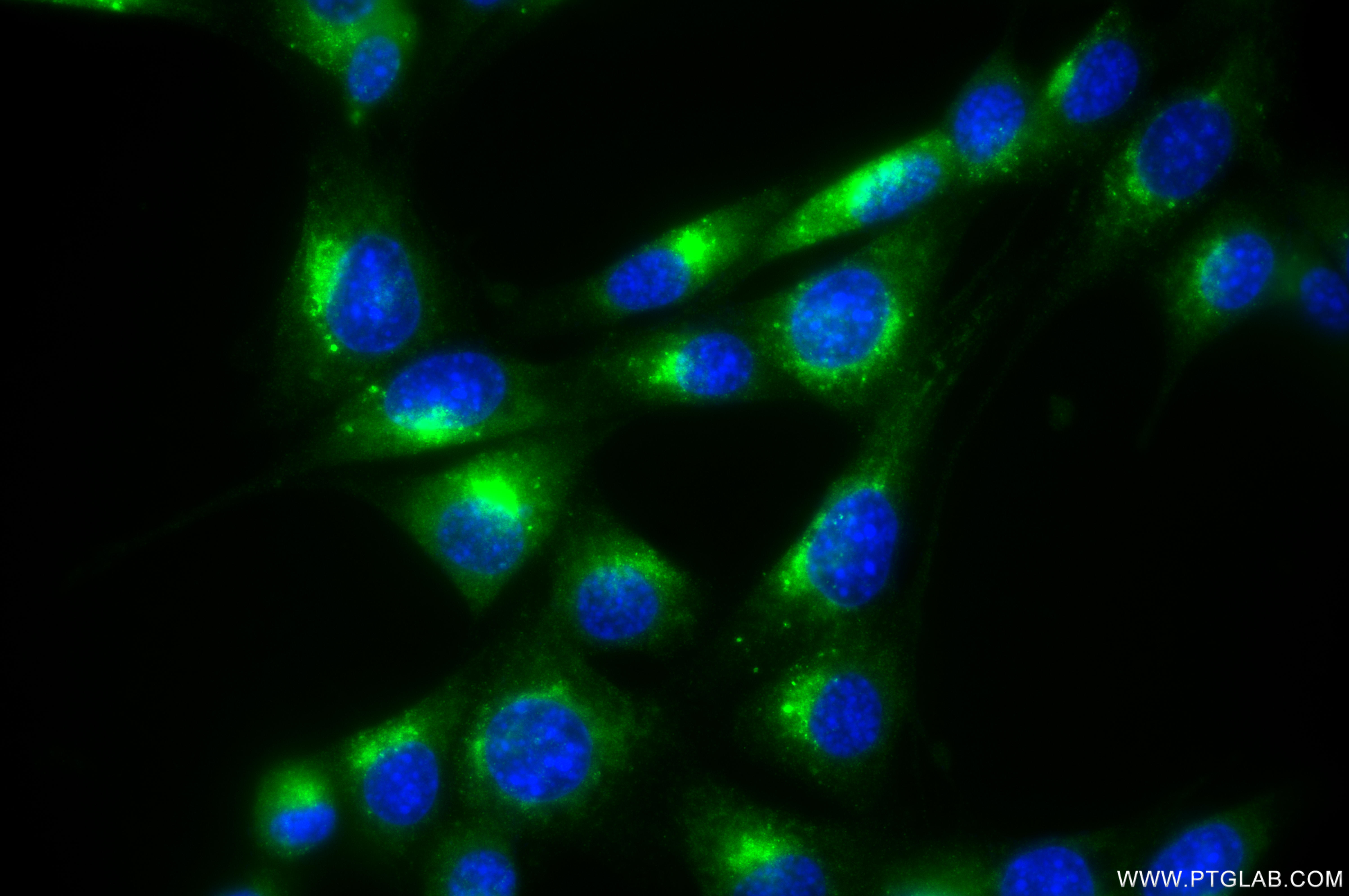 IF Staining of NIH/3T3 using 86043-3-RR