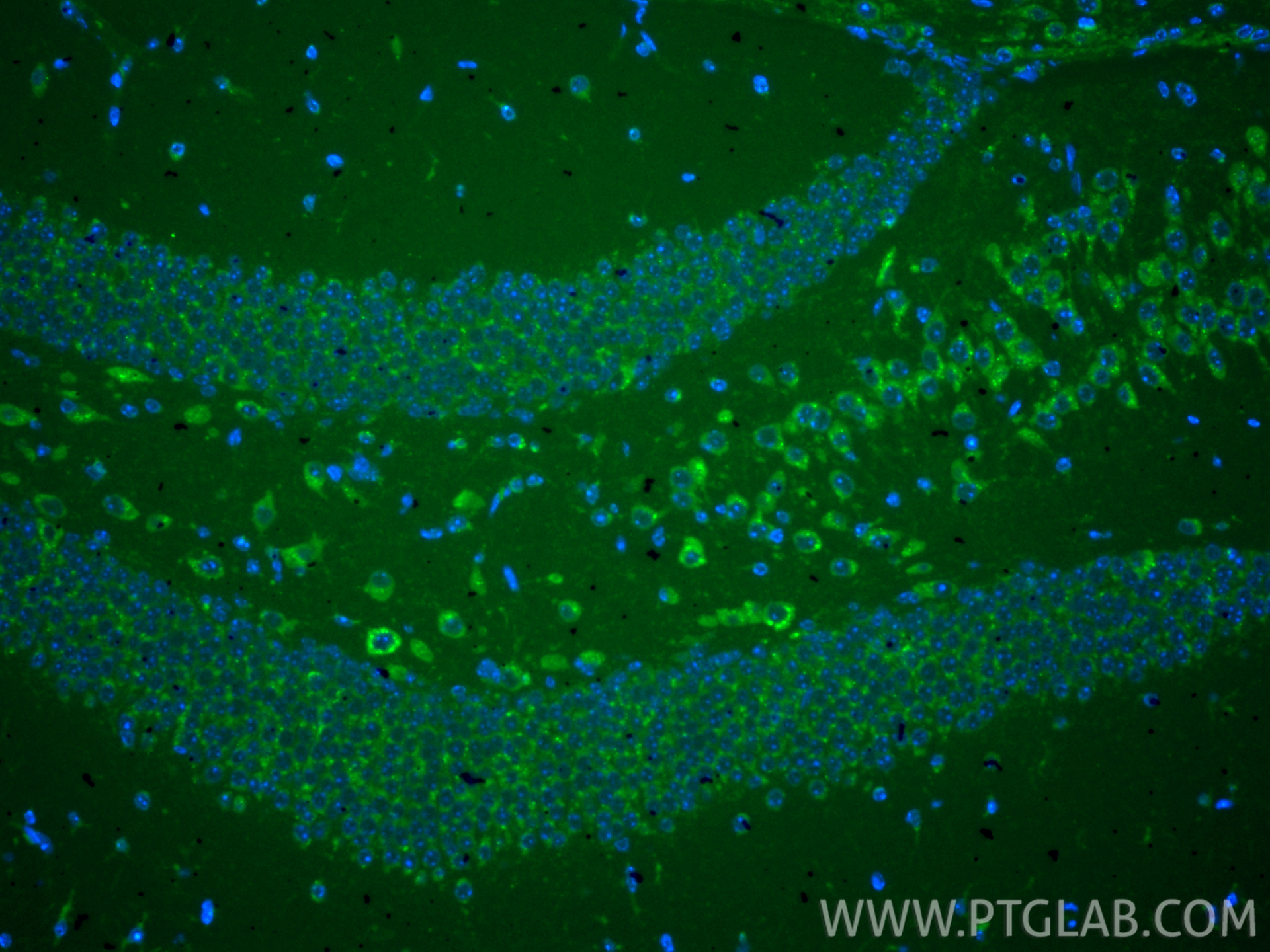 IF Staining of mouse brain using CL488-86043-2 IF Staining of mouse brain using CL488-86043-2