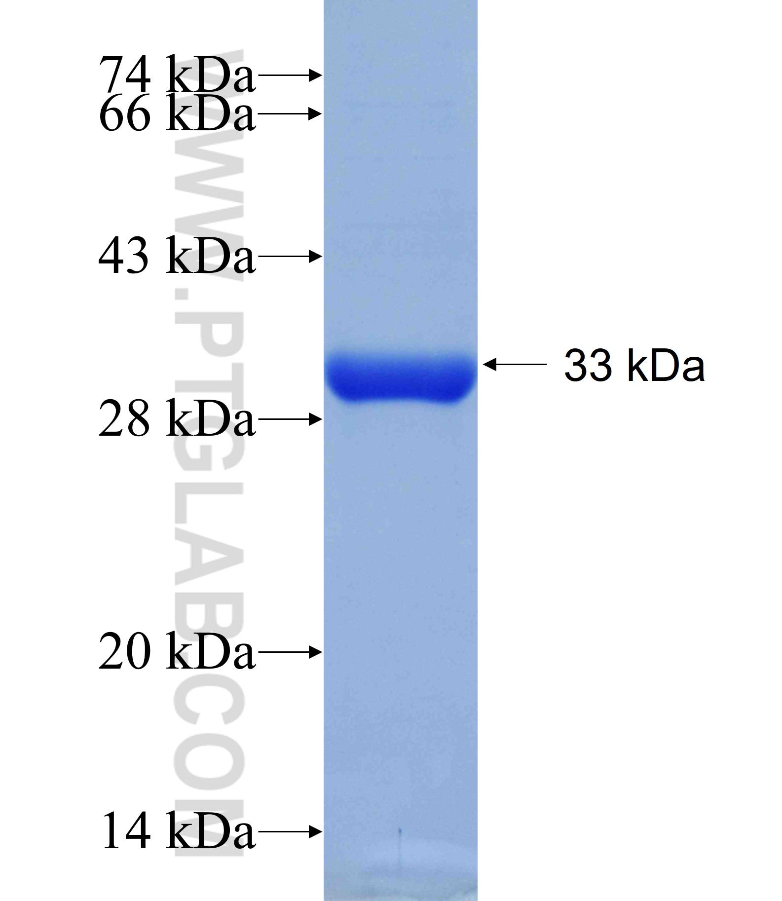 PSAP fusion protein Ag13266 SDS-PAGE