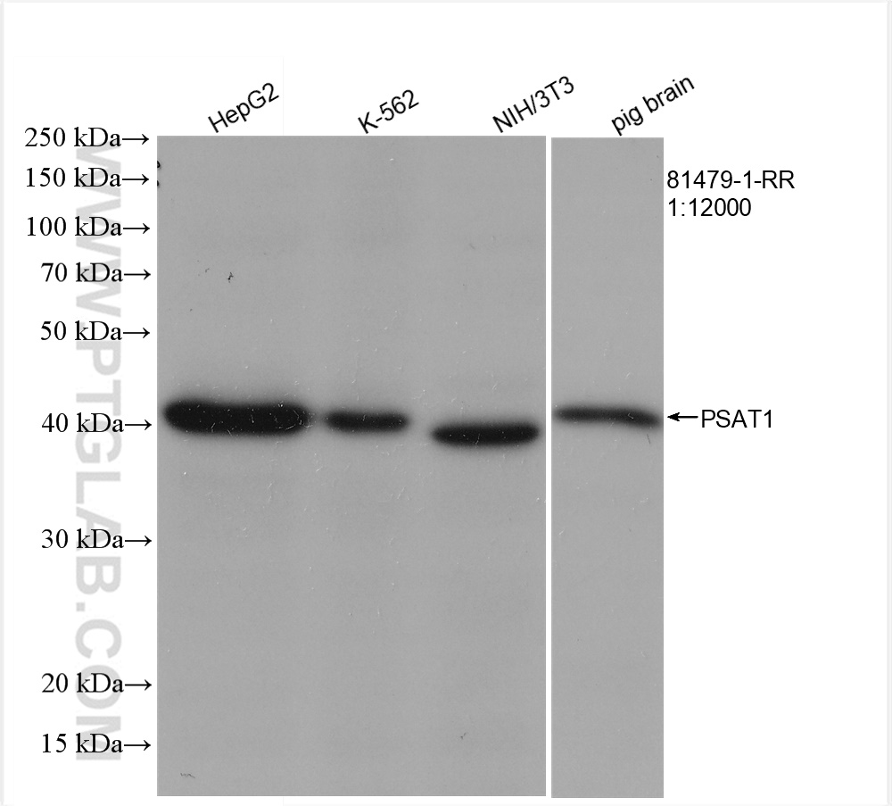 WB analysis using 81479-1-RR (same clone as 81479-1-PBS)