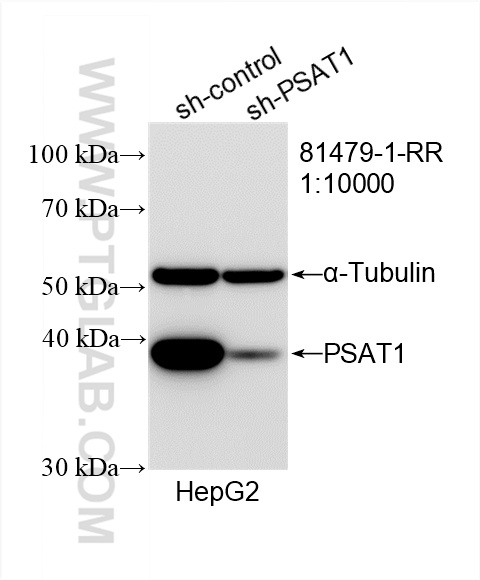 WB analysis of HepG2 using 81479-1-RR