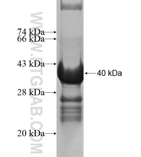 PSEN1 fusion protein Ag14135 SDS-PAGE