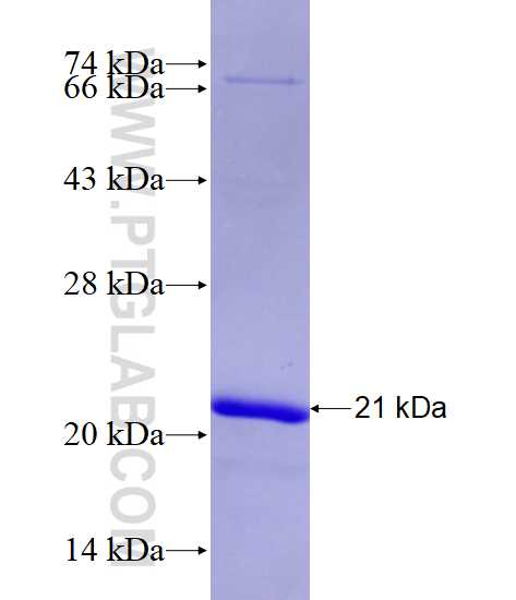 PSEN1 fusion protein Ag14464 SDS-PAGE