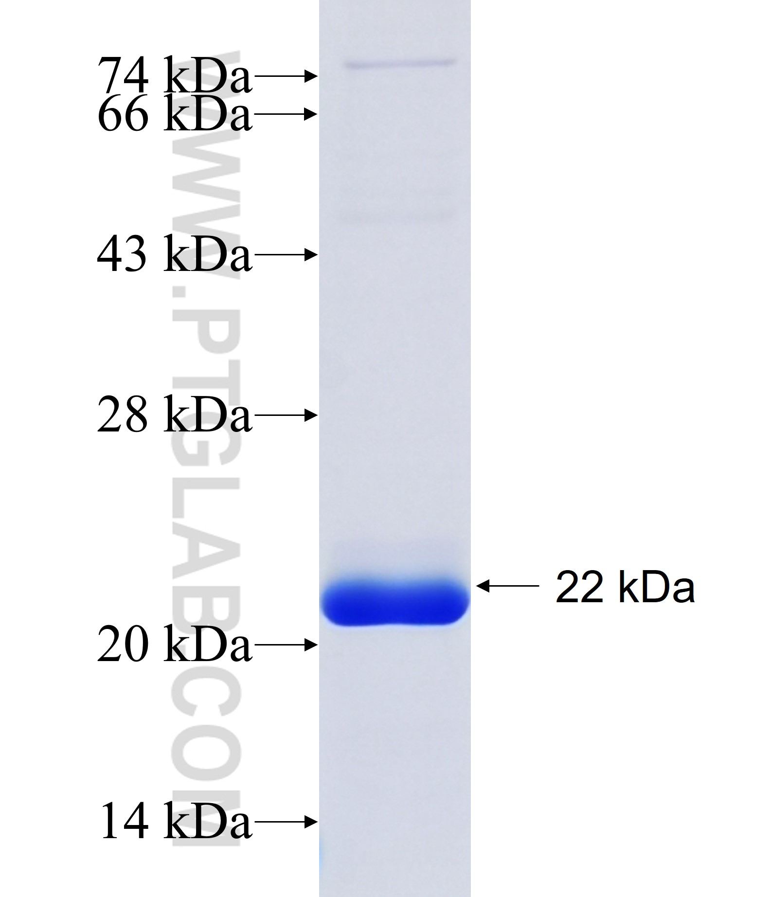 PSEN1 fusion protein Ag14464 SDS-PAGE