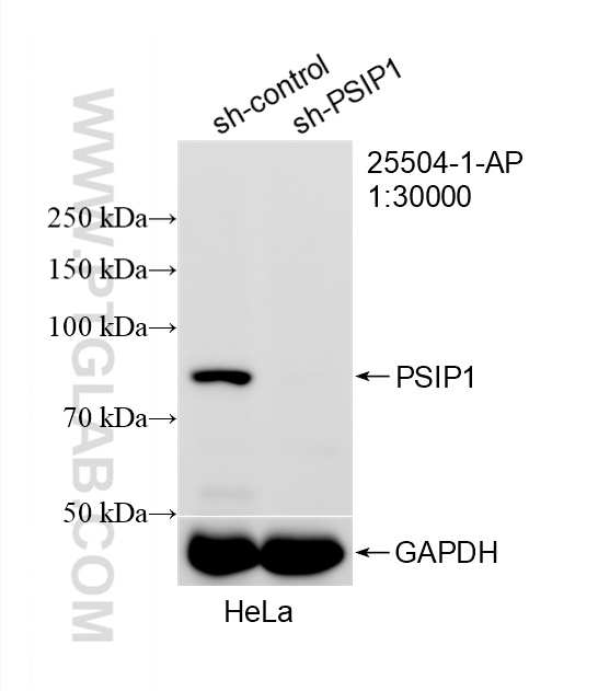 WB analysis of HeLa using 25504-1-AP