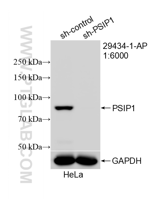 WB analysis of HeLa using 29434-1-AP
