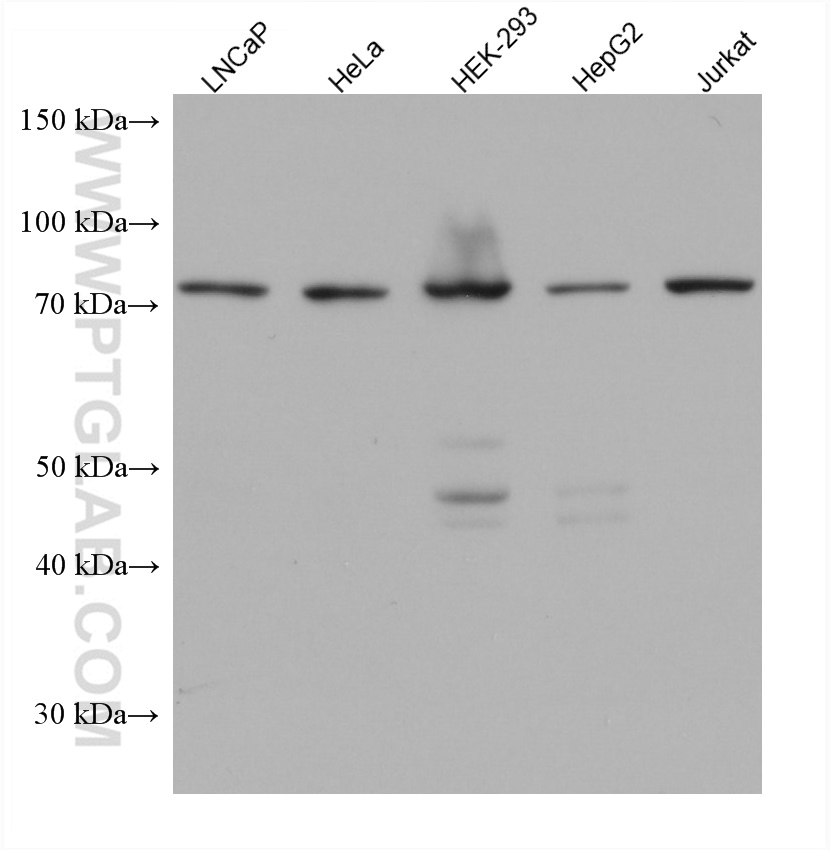 WB analysis using 67723-1-Ig