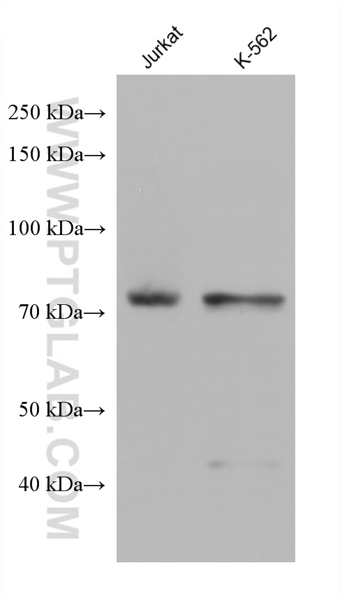 WB analysis using 67723-1-Ig
