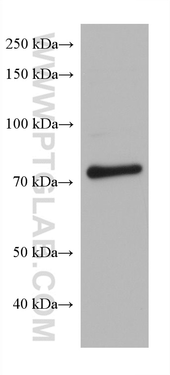 WB analysis of NIH/3T3 using 67723-1-Ig