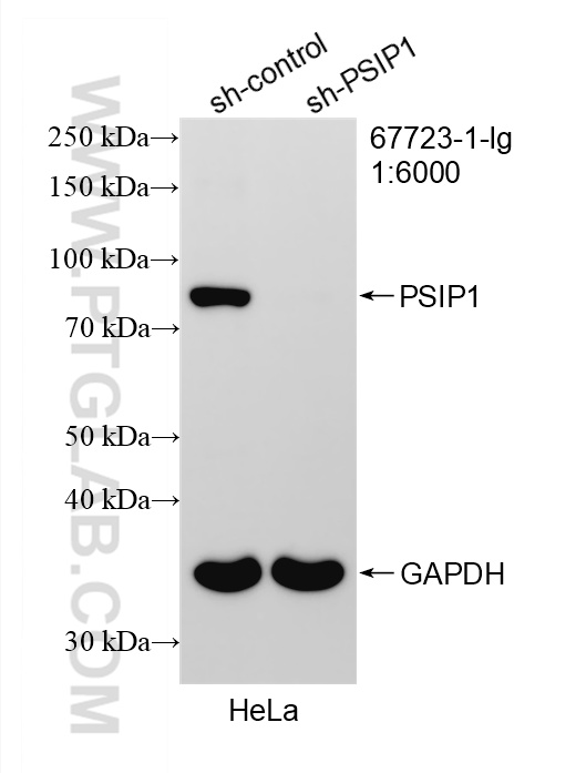 WB analysis of HeLa using 67723-1-Ig (same clone as 67723-1-PBS)