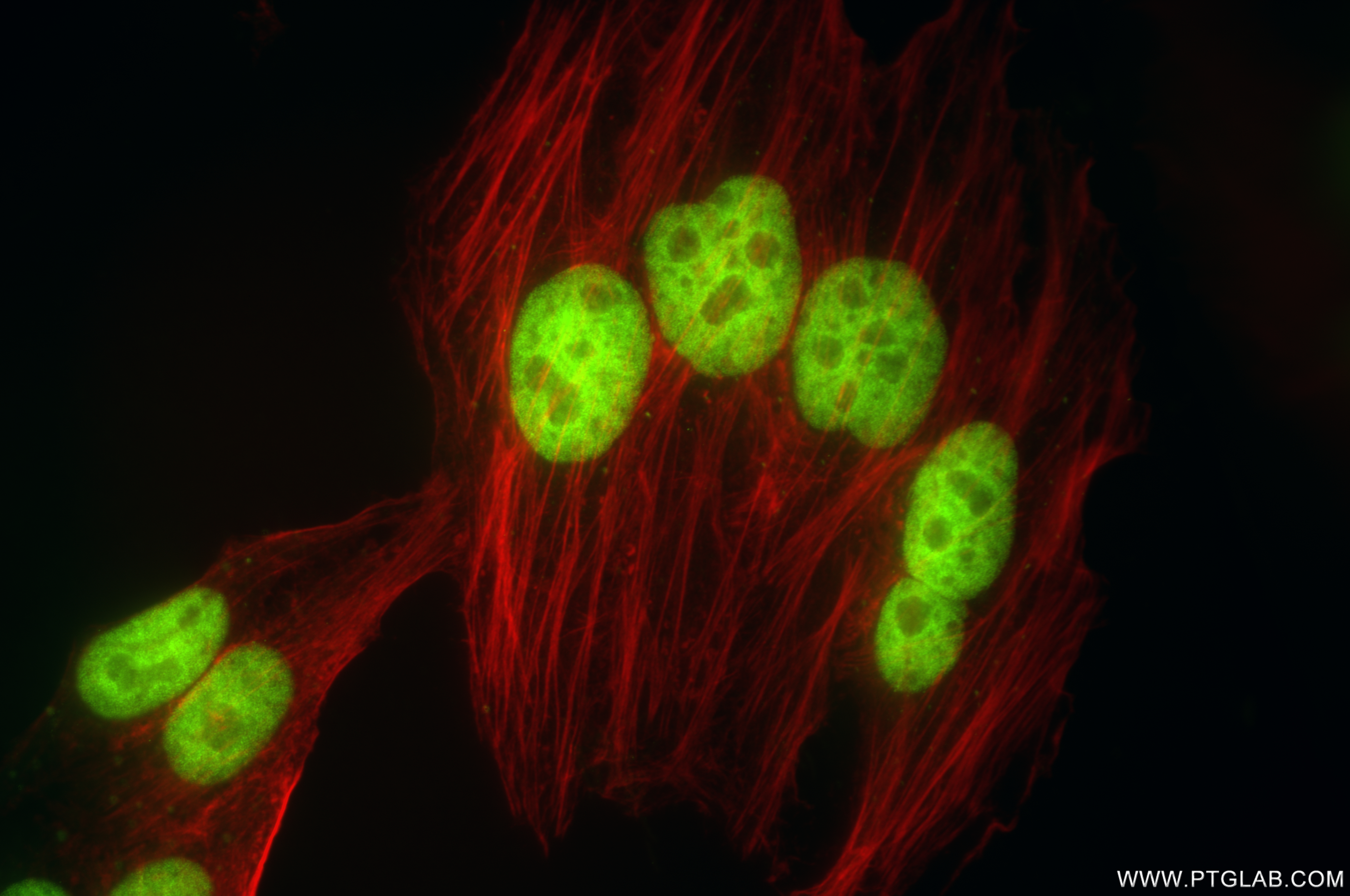 IF Staining of HepG2 using 85395-1-RR