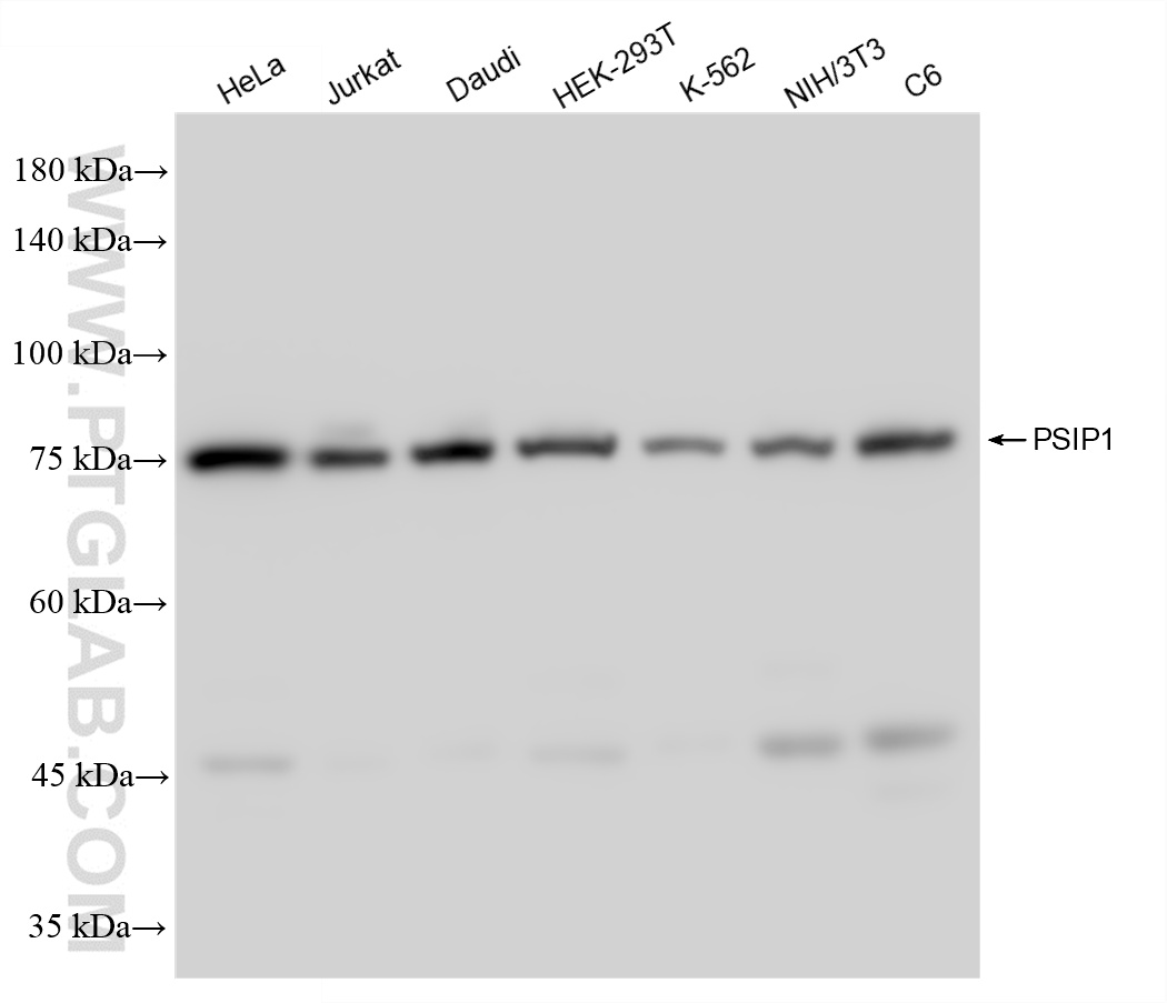 WB analysis using 85395-1-RR