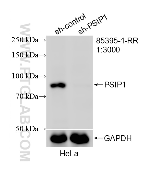 WB analysis of HeLa using 85395-1-RR