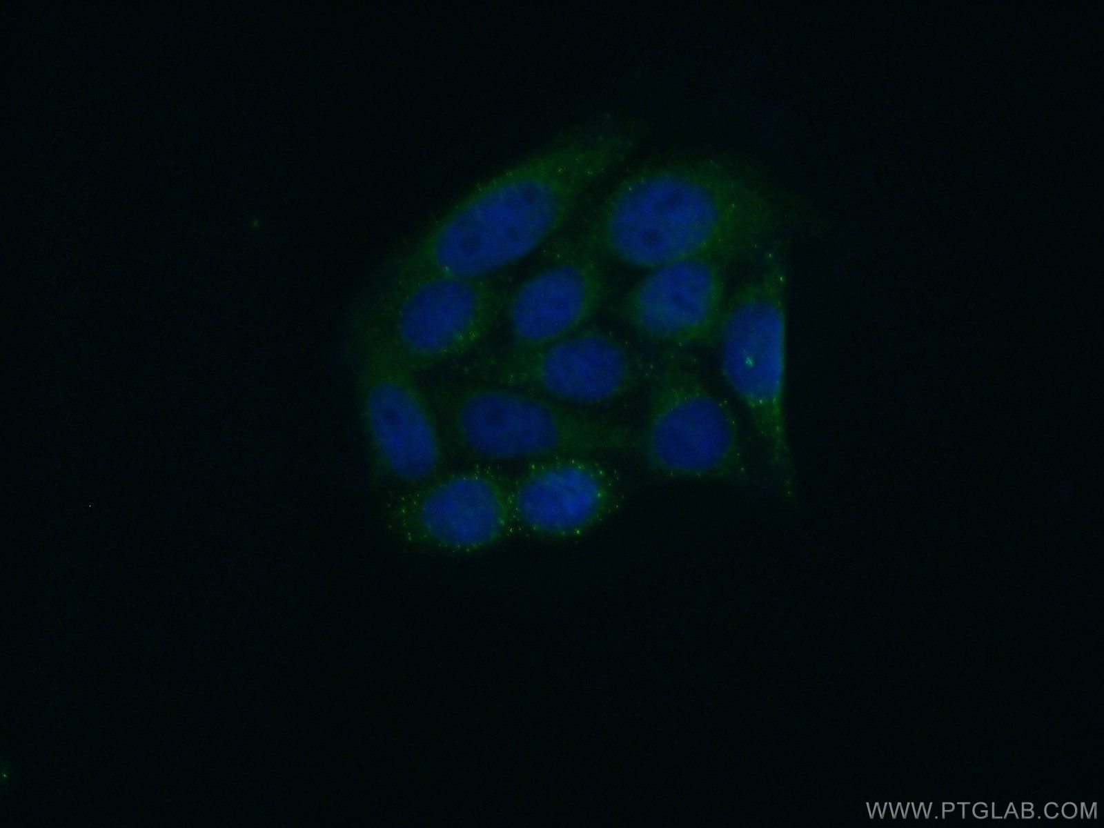 IF Staining of HepG2 using 18813-1-AP