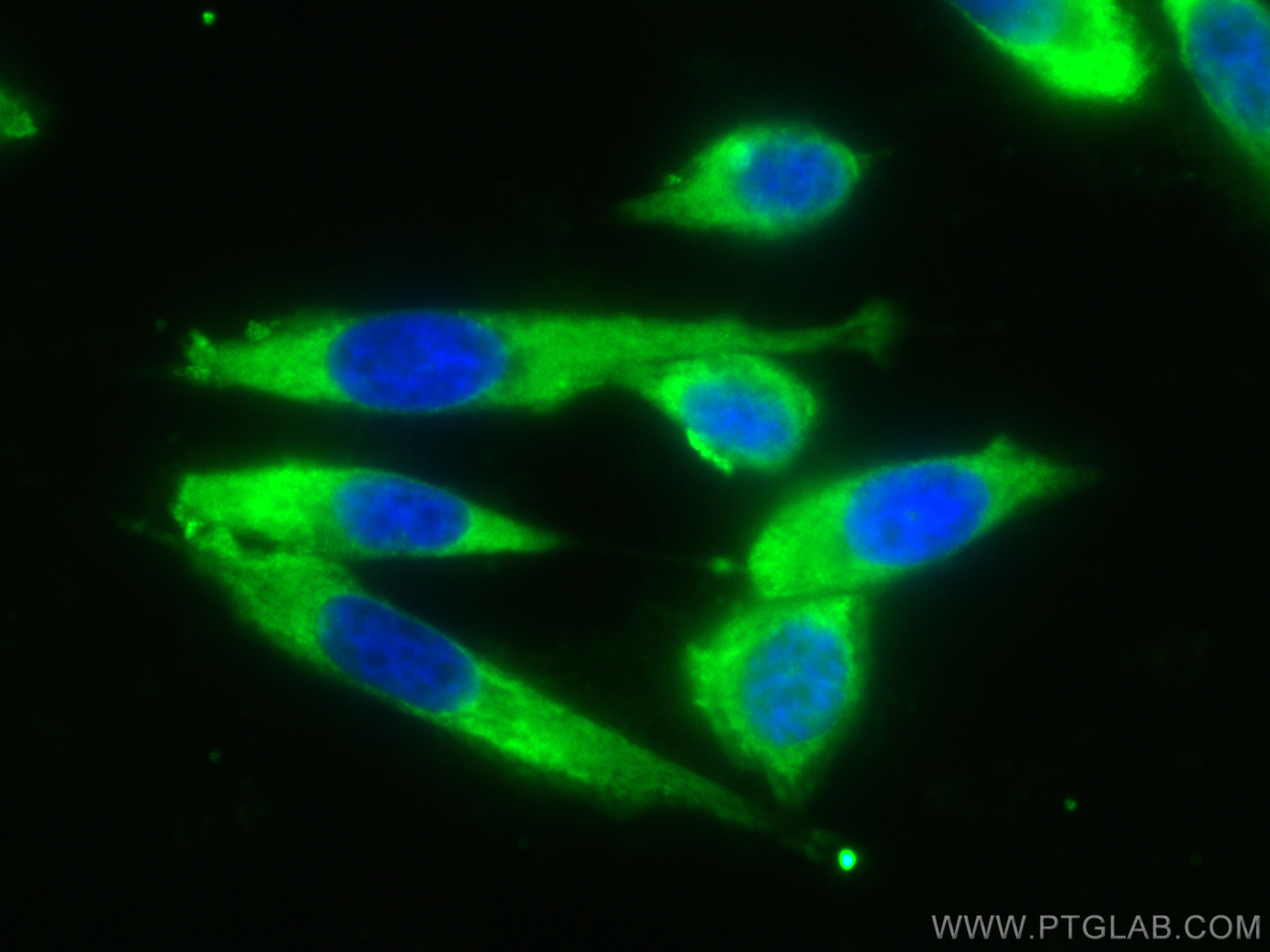 IF Staining of PC-3 using CL488-66678