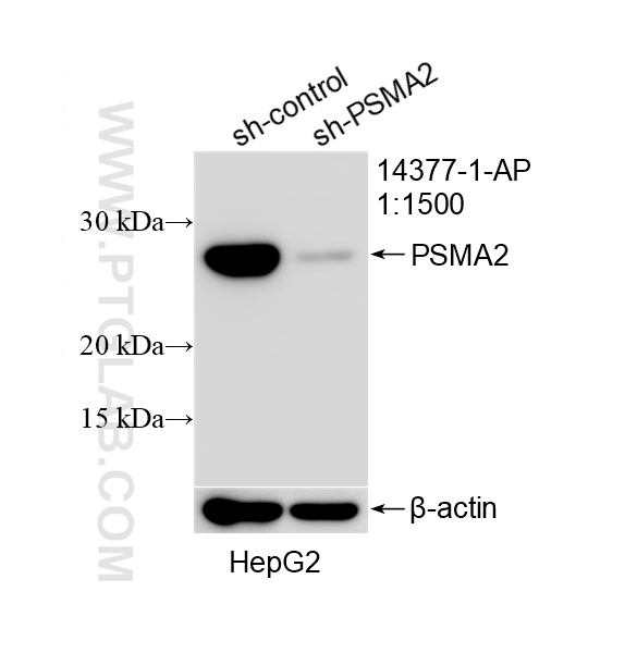 WB analysis of HepG2 using 14377-1-AP