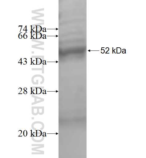 PSMA2 fusion protein Ag5753 SDS-PAGE