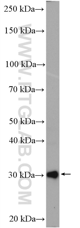 WB analysis of PC-12 using 11887-1-AP