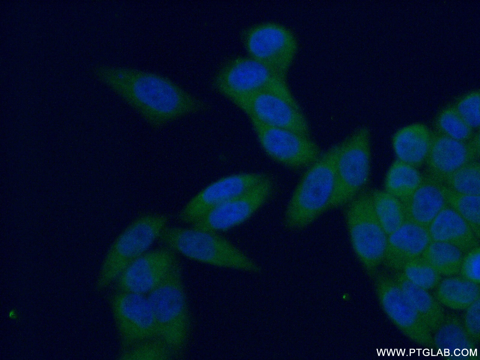 IF Staining of HeLa using 11943-2-AP