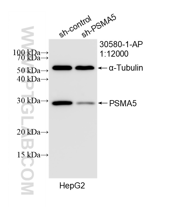 WB analysis of HepG2 using 30580-1-AP