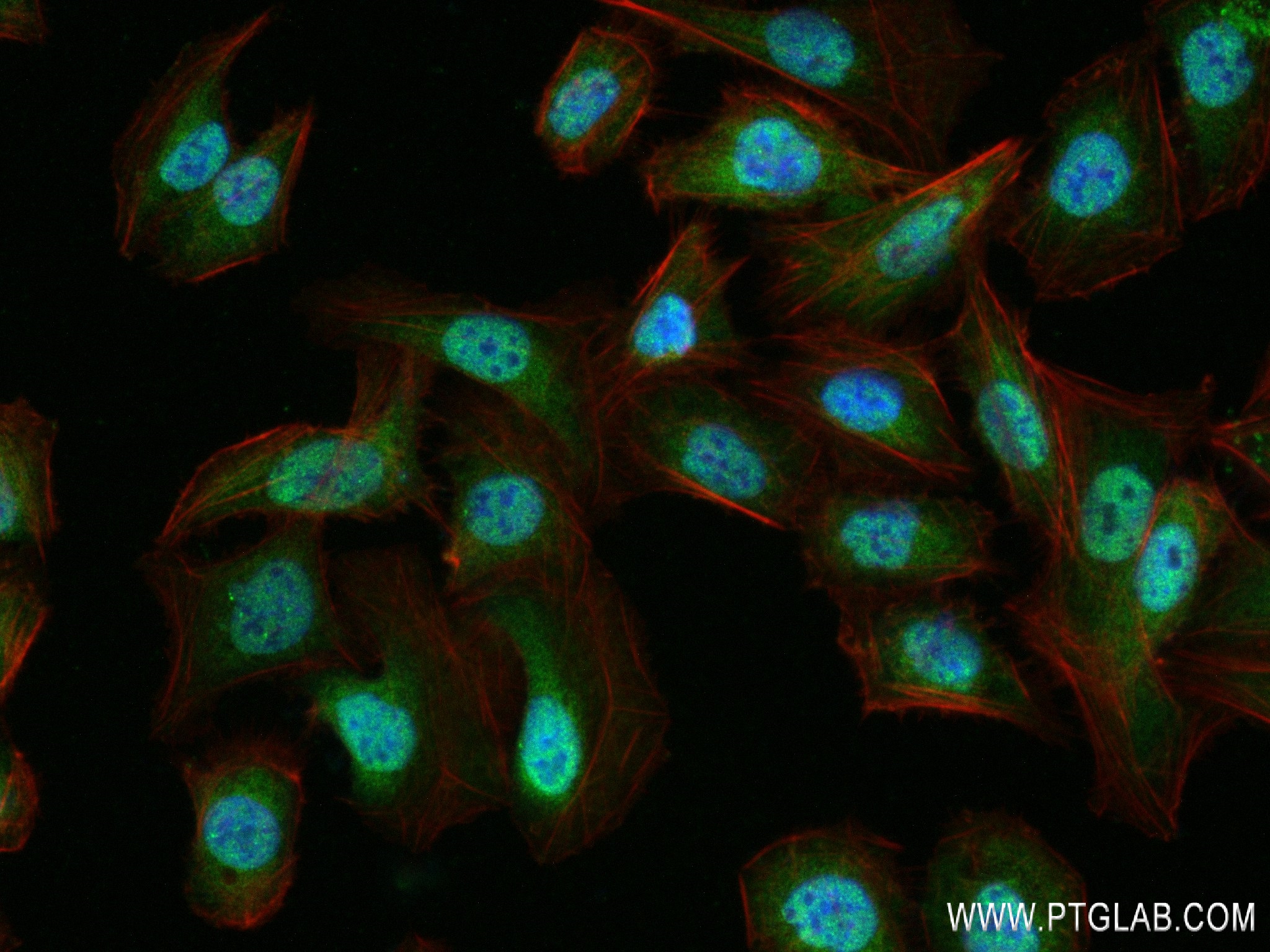 IF Staining of U2OS using 84424-4-RR