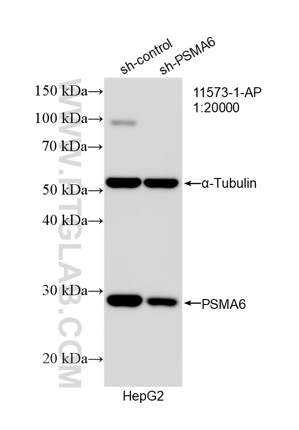 WB analysis of HepG2 using 11573-1-AP WB analysis of HepG2 using 11573-1-AP