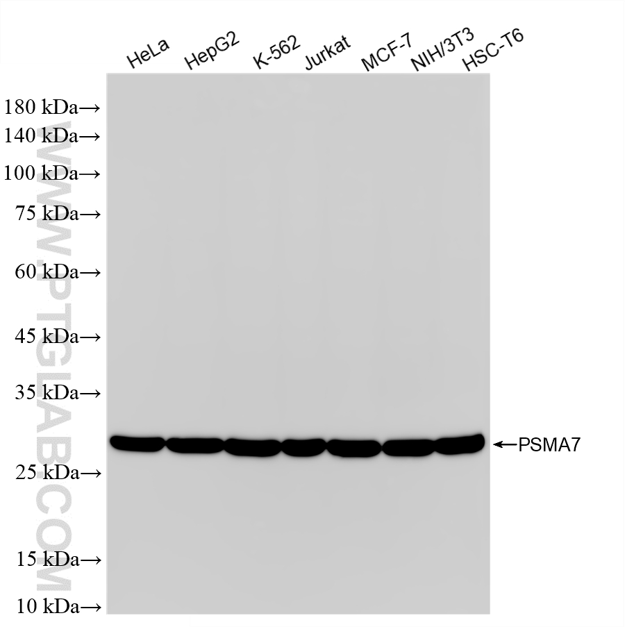 WB analysis using 87190-3-RR