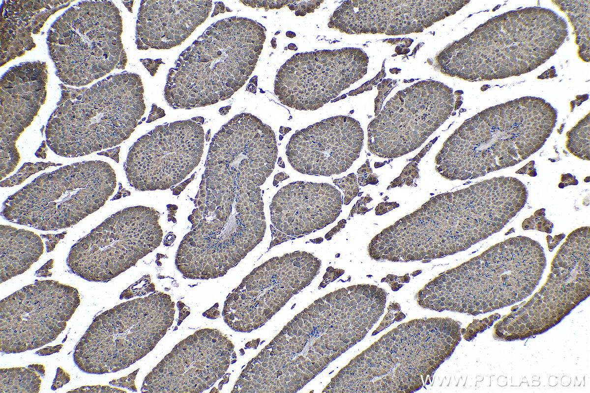 IHC staining of mouse testis using 68123-1-Ig