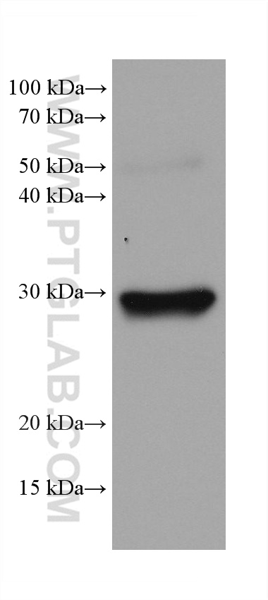 WB analysis of mouse lung using 68123-1-Ig