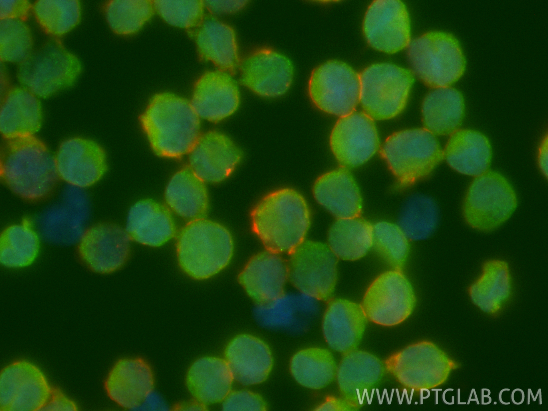 IF Staining of Raji using CL488-66403