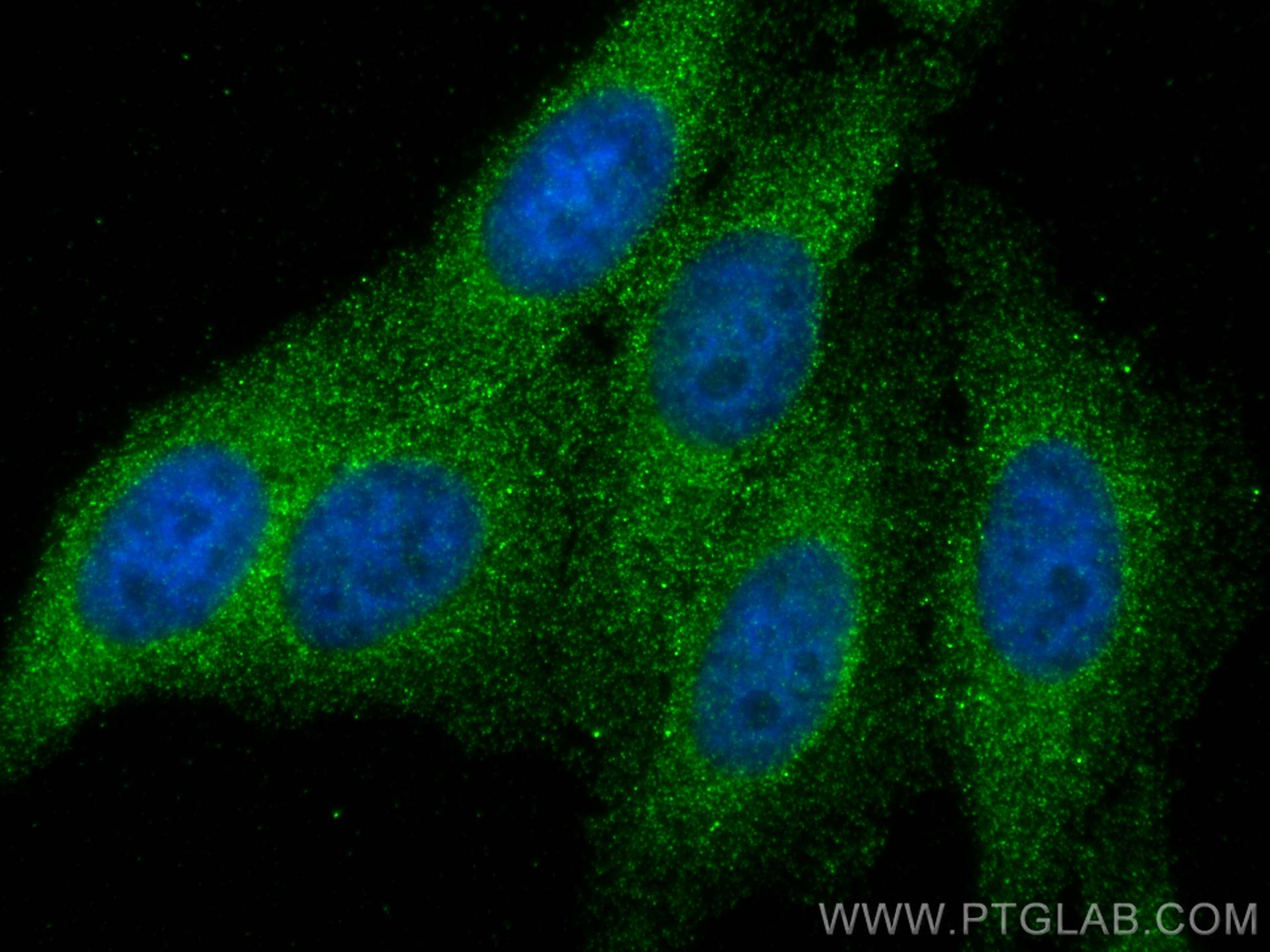 IF Staining of HepG2 using 68180-1-Ig (same clone as 68180-1-PBS)