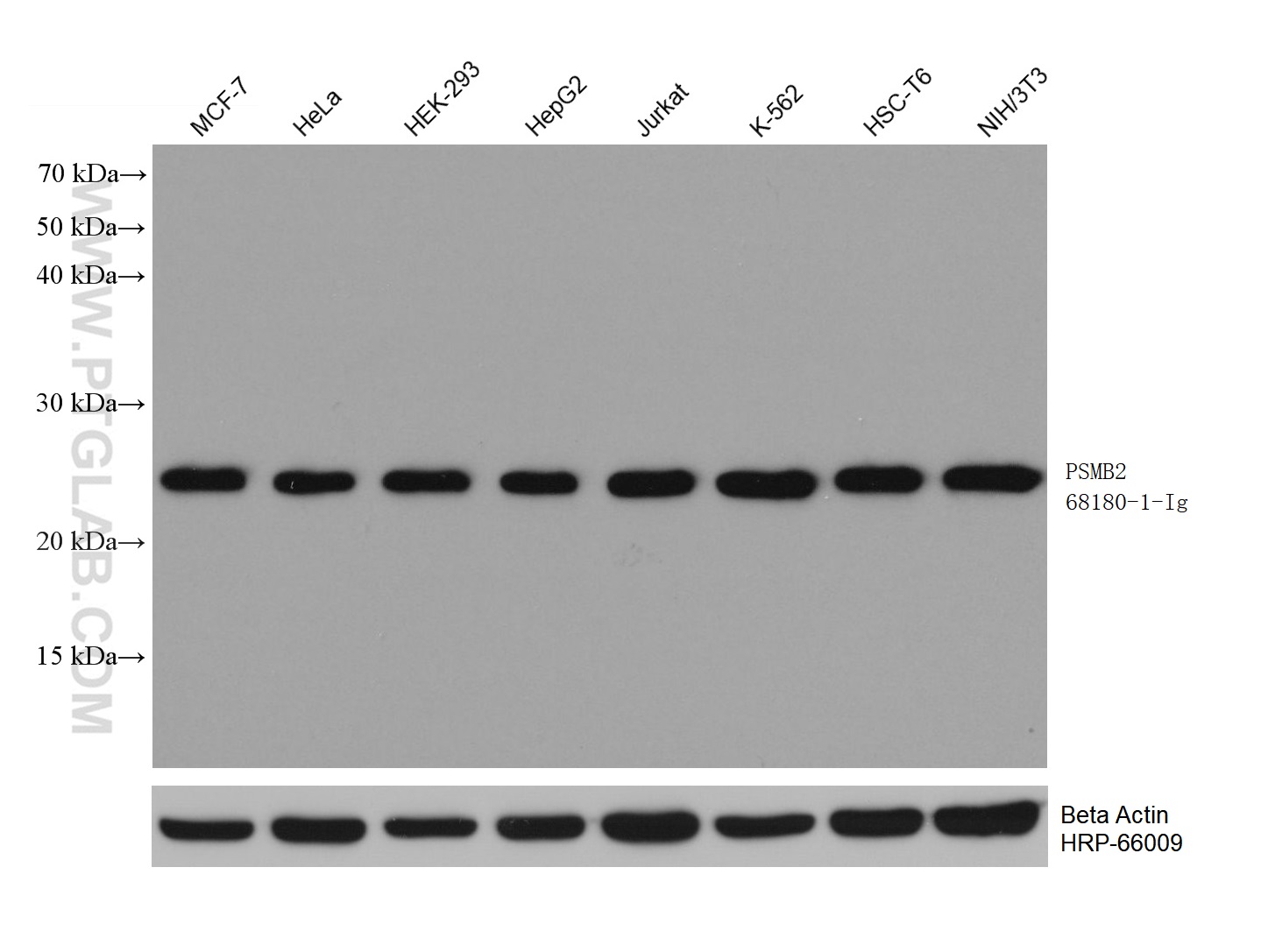 WB analysis using 68180-1-Ig