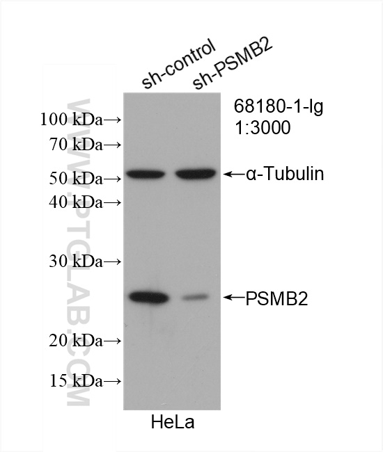 WB analysis of HeLa using 68180-1-Ig (same clone as 68180-1-PBS)