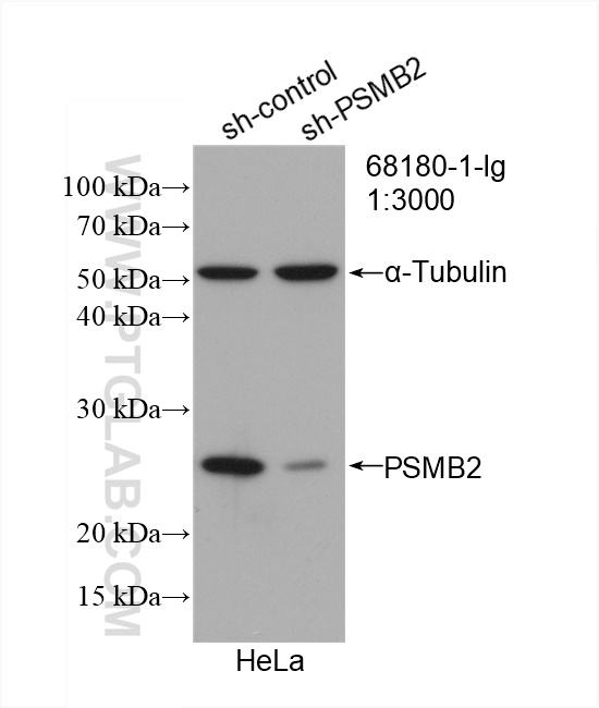 WB analysis of HeLa using 68180-1-Ig