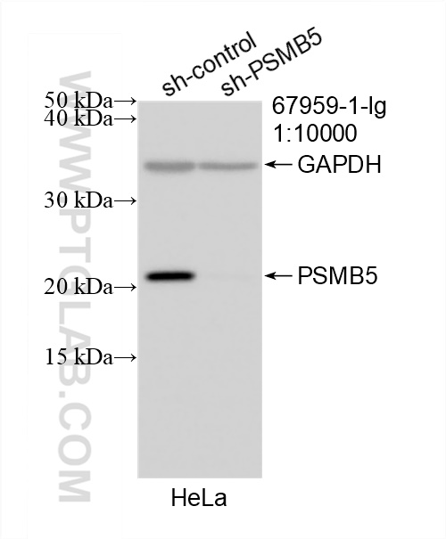 WB analysis of HeLa using 67959-1-Ig