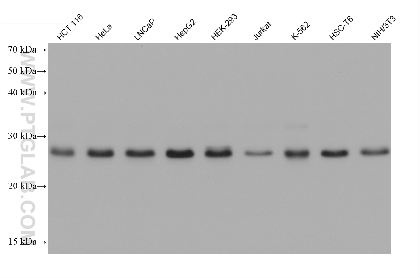 WB analysis using 68641-1-Ig