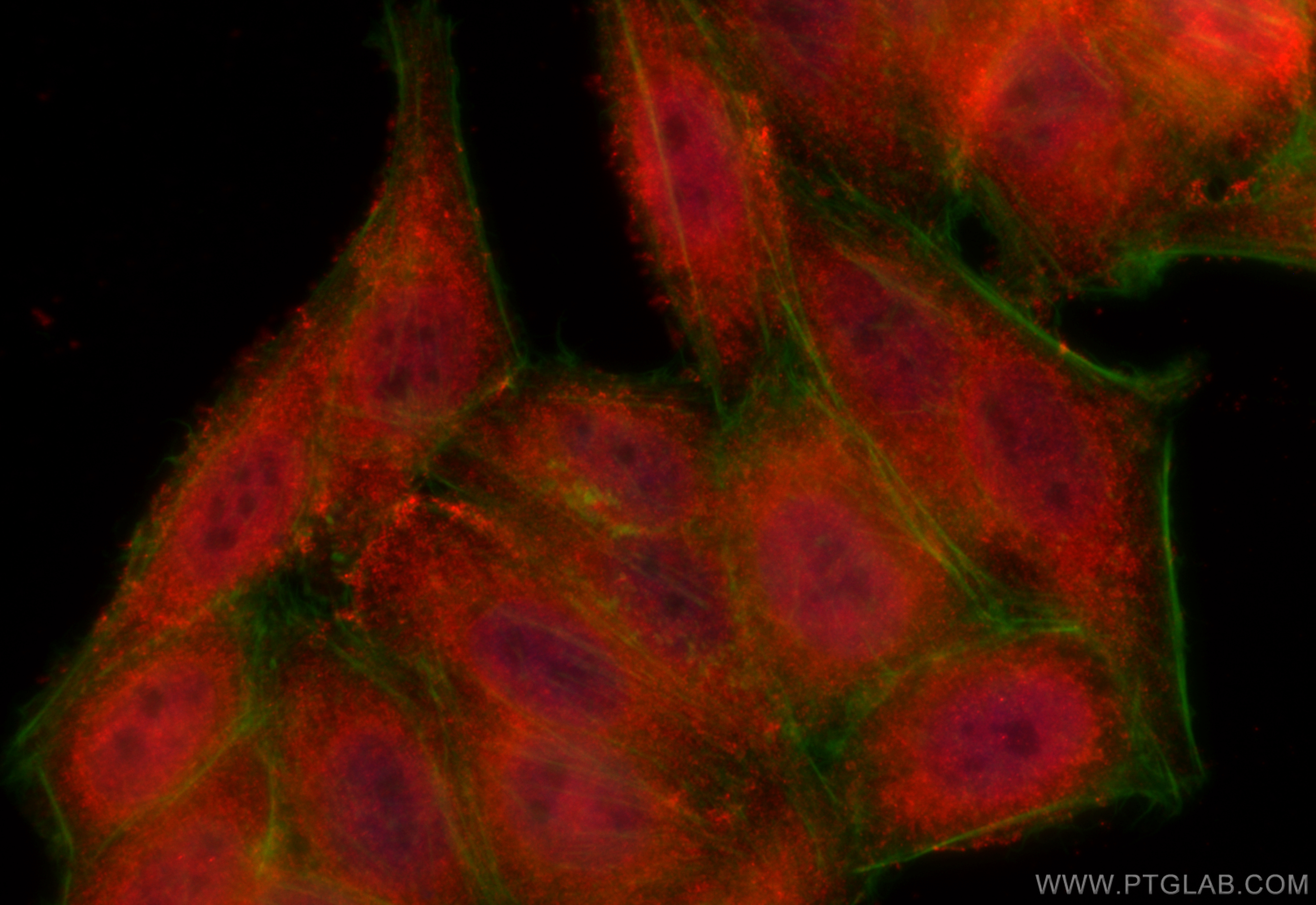 IF Staining of HepG2 using 14859-1-AP