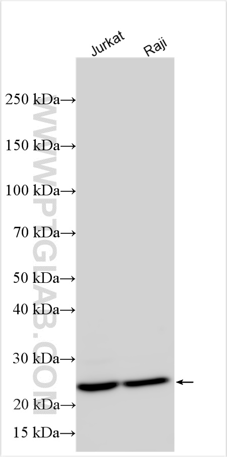 WB analysis using 14859-1-AP