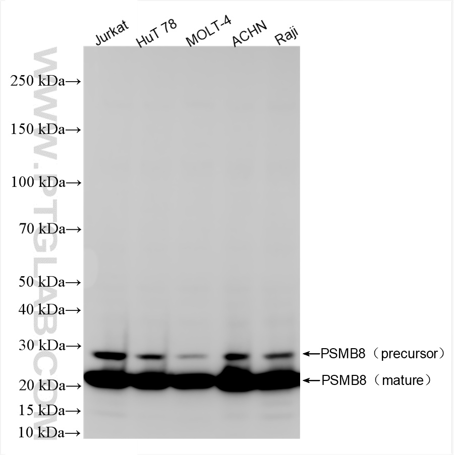 WB analysis using 86241-1-RR