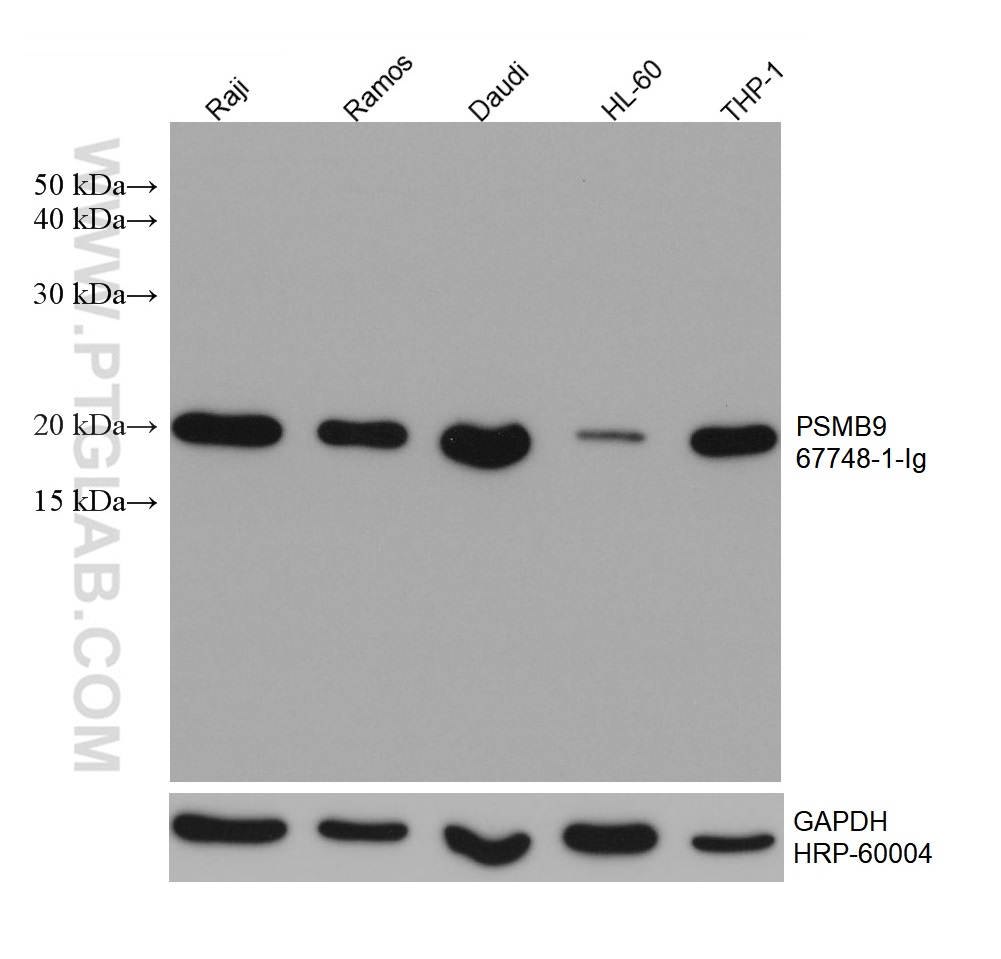WB analysis using 67748-1-Ig