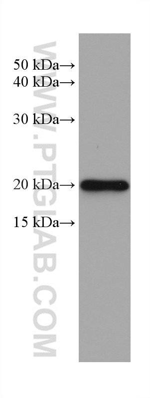 WB analysis of rat spleen using 67748-1-Ig (same clone as 67748-1-PBS)