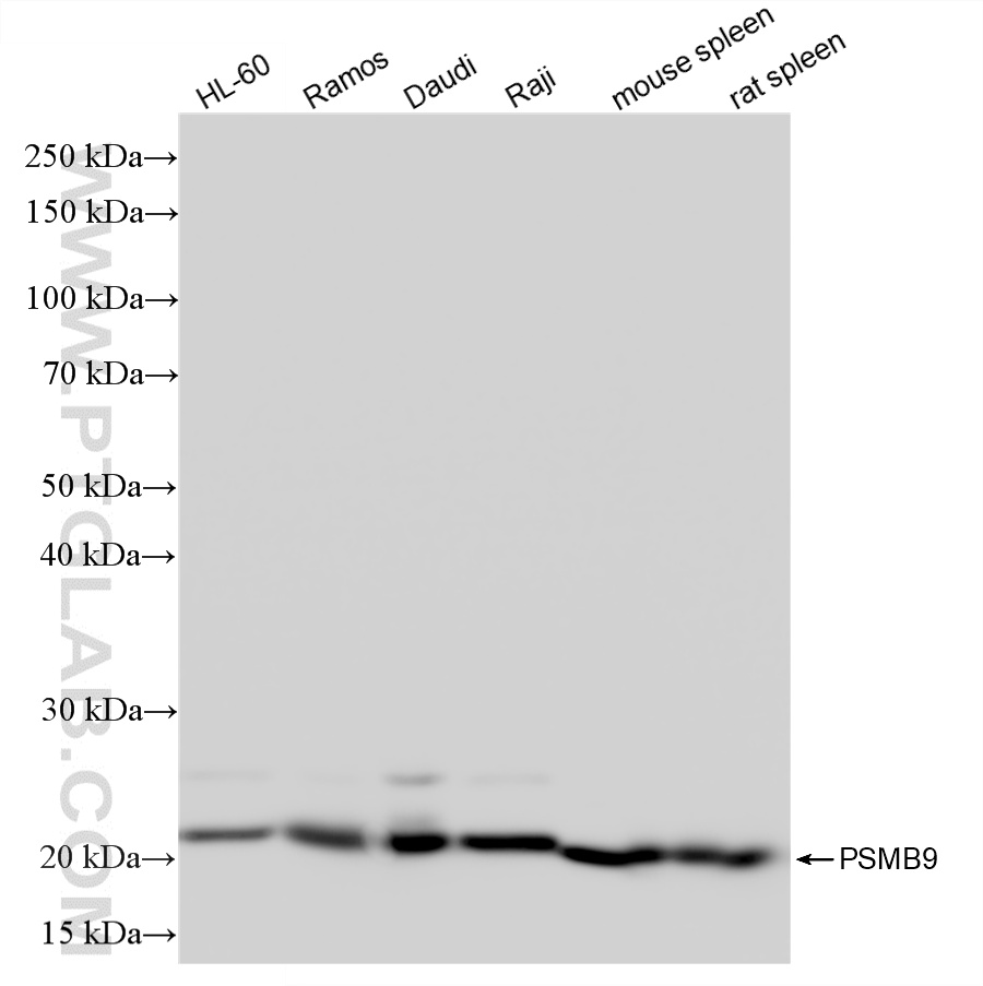 WB analysis using 87013-1-RR