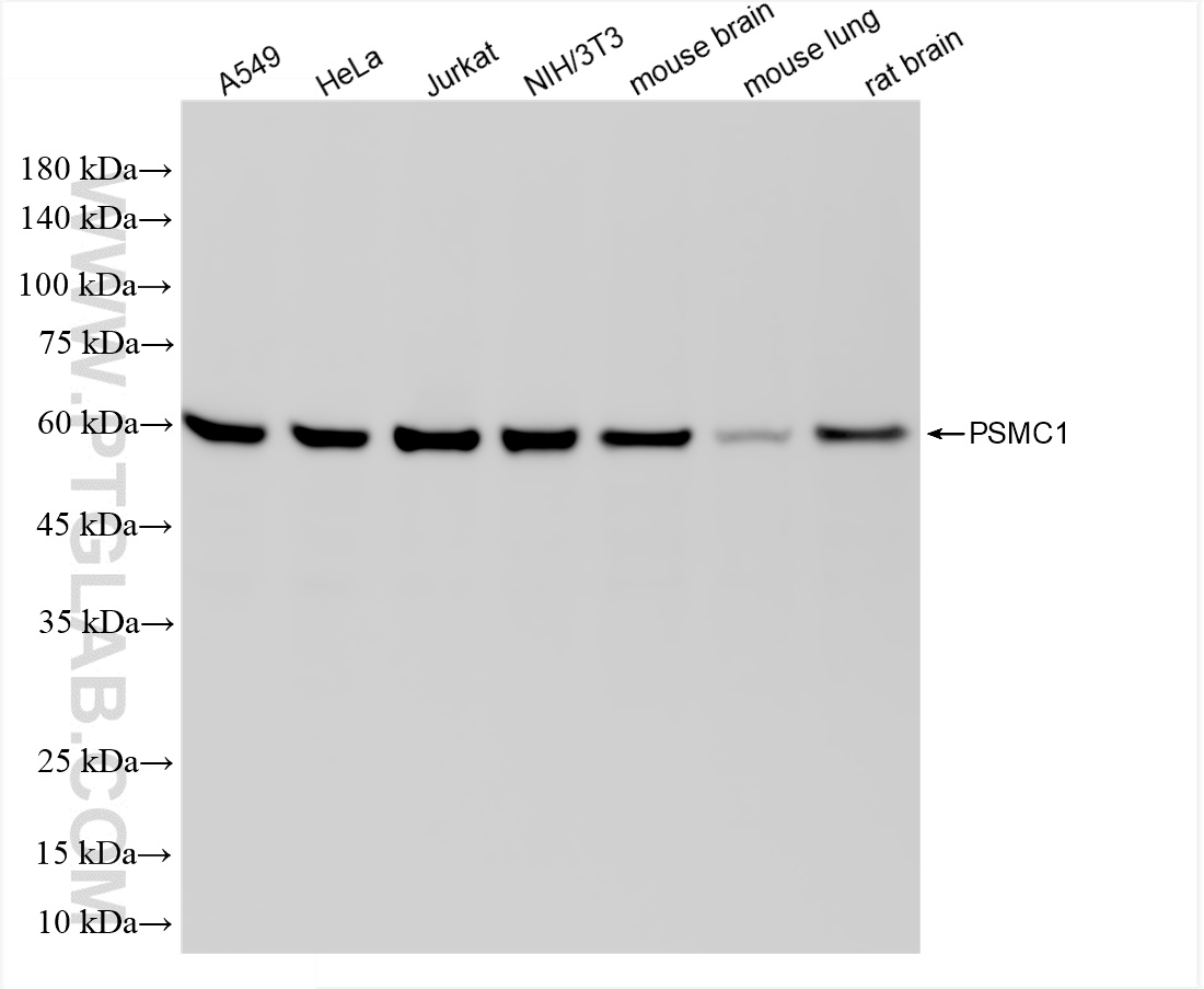 WB analysis using 86237-1-RR