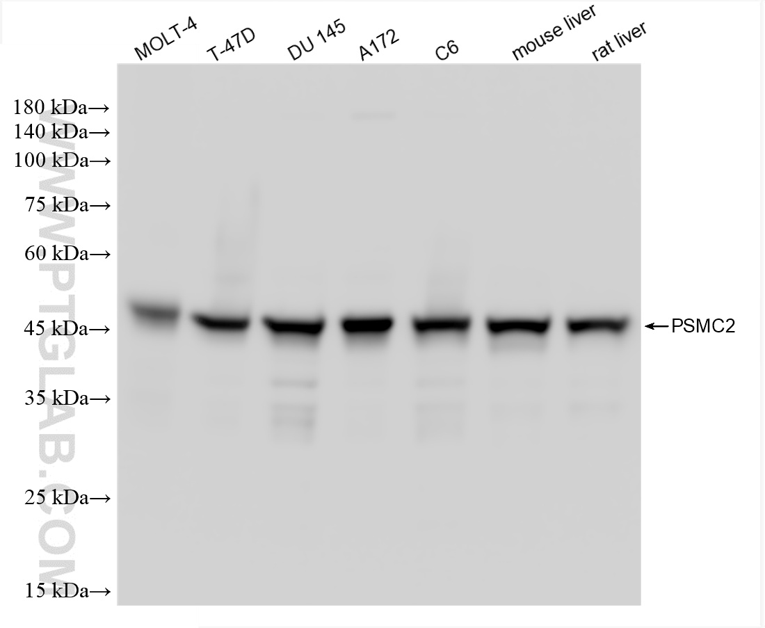 WB analysis using 86228-3-RR