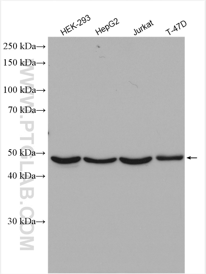 WB analysis using 24142-1-AP