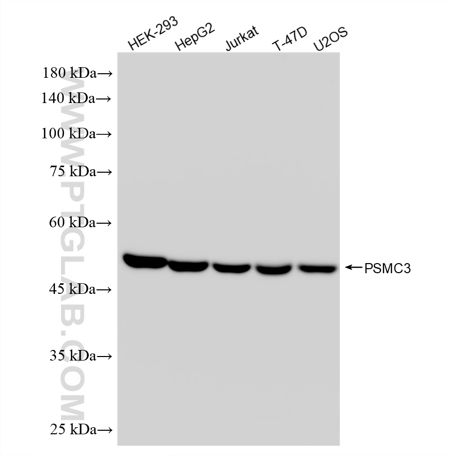 WB analysis using 87128-4-RR