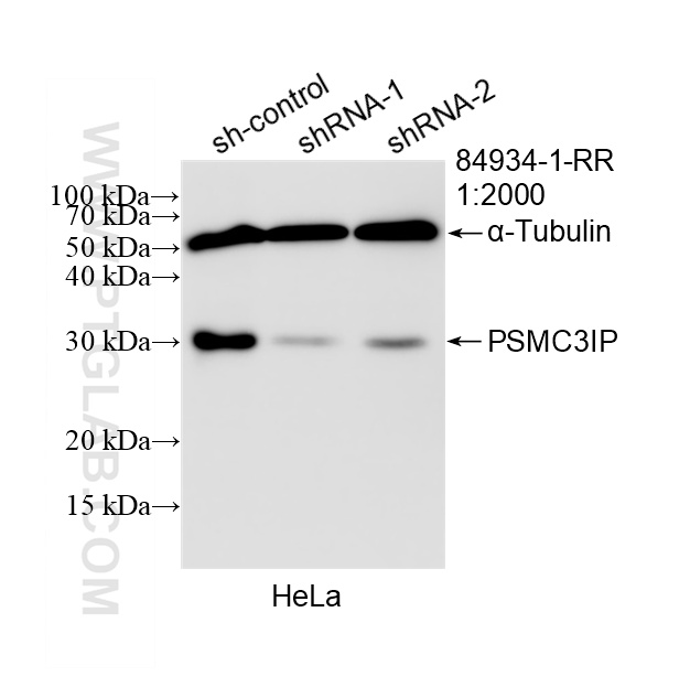 WB analysis of HeLa using 84934-1-RR