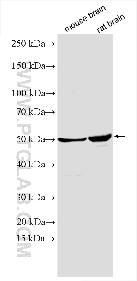 WB analysis using 11389-1-AP